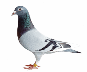 Fantasy Pigeon Racing software development | Let's build your game