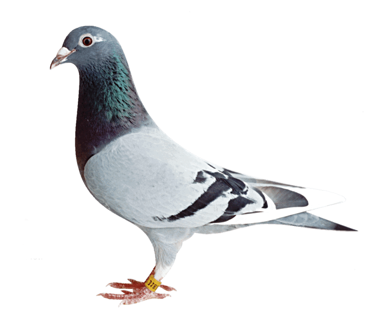 Fantasy Pigeon Racing